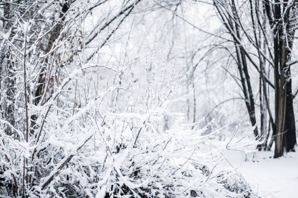 Uma bela cena da temporada de inverno no tempo de Natal
 - Foto, Imagem