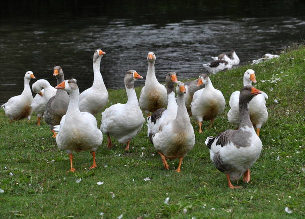 Los gansos domésticos salieron del agua en la orilla verde del río
 - Foto, Imagen