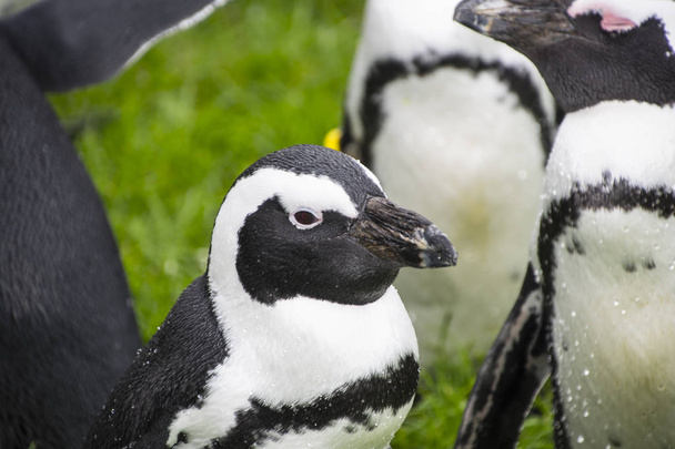 Magellan Penguins (kolejność Sphenisciformes, rodzina Spheniscidae) to grupa wodnych, nielatających ptaków żyjących prawie wyłącznie na półkuli południowej, zwłaszcza na Antarktydzie. - Zdjęcie, obraz