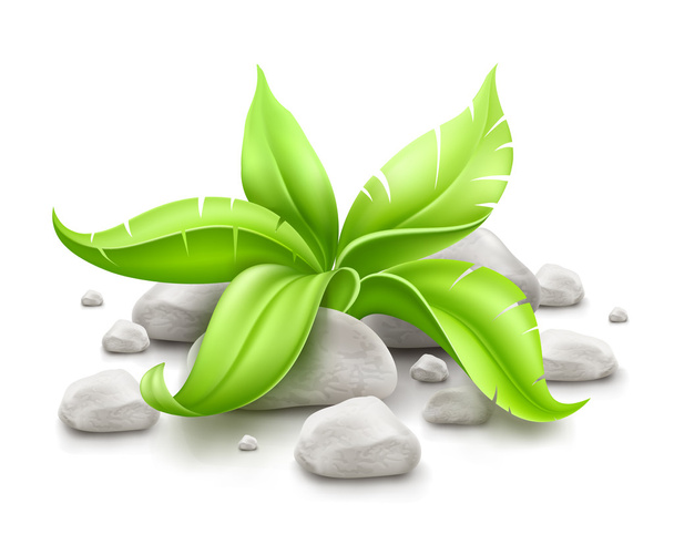 planta con hojas verdes en las piedras - Vector, imagen