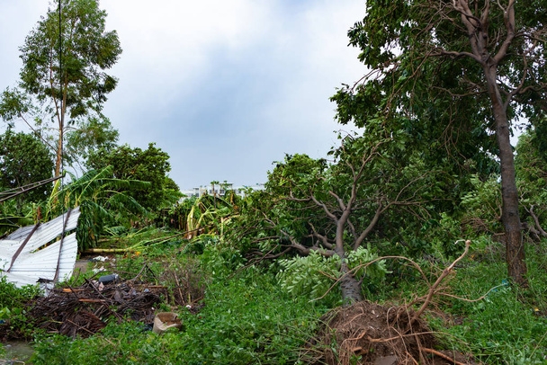 Сломанные деревья после сильного шторма
 - Фото, изображение