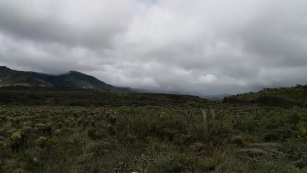 Панорама парамо-экосистемы в горах Анд Национального природного парка Пураче на юго-западе Колумбии. Опасная растительность из-за изменения климата. В частности, мхи и хрупкие животные
. - Кадры, видео