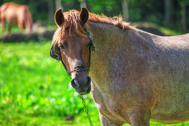 portrait of beautiful domestic mare - Photo, image