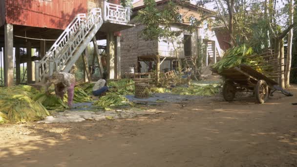 Frauen binden Tabakblätter zum Trocknen vor ihrem Stelzenhaus an Stöcke. Bauer bindet Bündel geernteter Tabakblätter an Stöcke auf einem Wagen auf der rechten Seite - Filmmaterial, Video