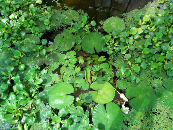 Vodní rostliny v botanické zahradě v Záhřebu - Fotografie, Obrázek