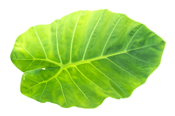 Aufnahme von Blättern von oben. Blätter mit isoliertem auf weißem Hintergrund. Blätter auf weiß. - Foto, Bild