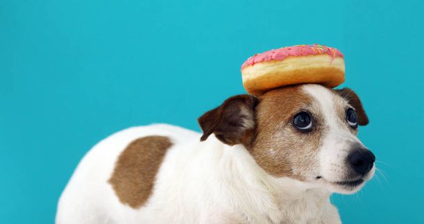 chien avec un beignet sur la tête
 - Photo, image