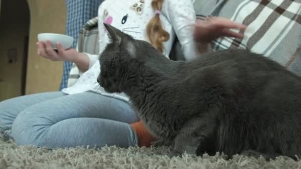 happy little girl feeds a gray cat sausage in the room 4k - Záběry, video