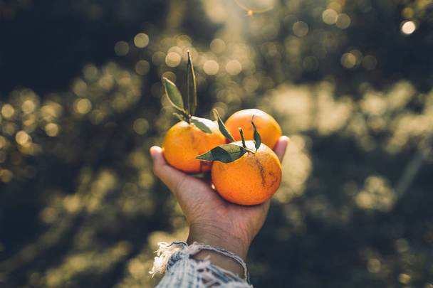 Naranja en la mano En el jardín Noche de oro claro
  - Foto, imagen