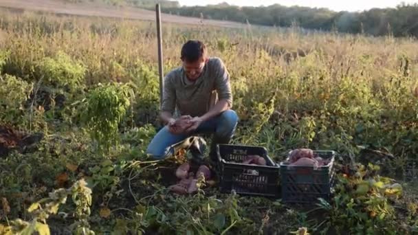 Raccolta degli agricoltori e mette la patata dolce in scatola nel campo della sua azienda agricola
. - Filmati, video
