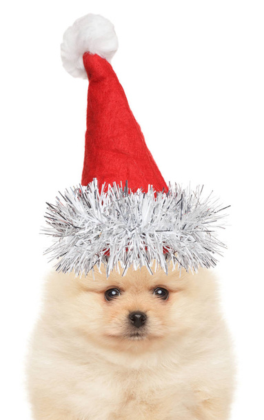 Funny Spitz puppy in Santa hat on a white background. Christmas animals theme - Fotó, kép