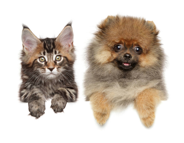 Maine-coon and Spitz puppy above banner, isolated - Photo, Image
