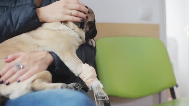 Pug cão doente com pata enfaixada em linha na clínica veterinária. Menina segura um cão doente em seus braços
 - Filmagem, Vídeo