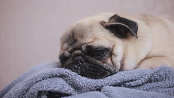 Cara de cerca de lindo perrito pug durmiendo en la toalla
 - Metraje, vídeo