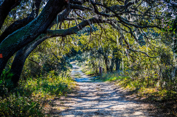 Leśna droga z słońce świeci przez foliage park w Orlando, Floryda - Zdjęcie, obraz
