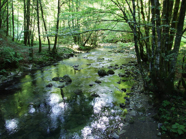 Il fiume di montagna puro scorre agevolmente attraverso i boschi
 - Foto, immagini