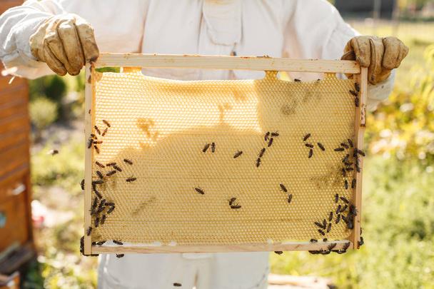 las manos de primer plano del apicultor sostienen el marco de madera con panal. Recoge miel. Concepto apícola. - Foto, imagen