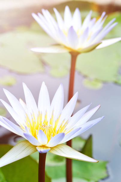 water lily flower in water pond / close up of beautiful white flower water lily or white lotus in pond garden  - Photo, Image