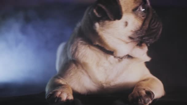 Portre sevimli pug köpek içinde belgili tanımlık karanlık - Video, Çekim