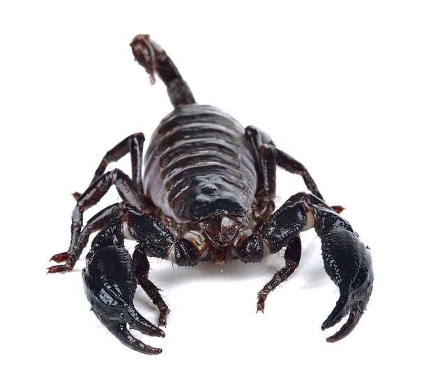 Scorpion izolované na bílém pozadí. - Fotografie, Obrázek