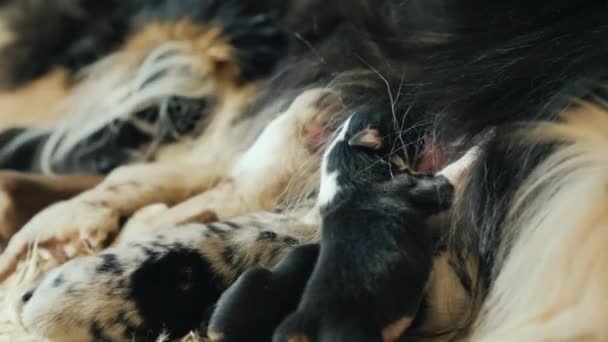 Many small newborn puppies eat mothers milk - Filmati, video