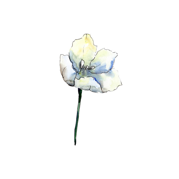 Белый тюльпан. Цветочный ботанический цветок. Изолированный элемент иллюстрации тюльпанов. Акварельный набор иллюстраций
. - Фото, изображение