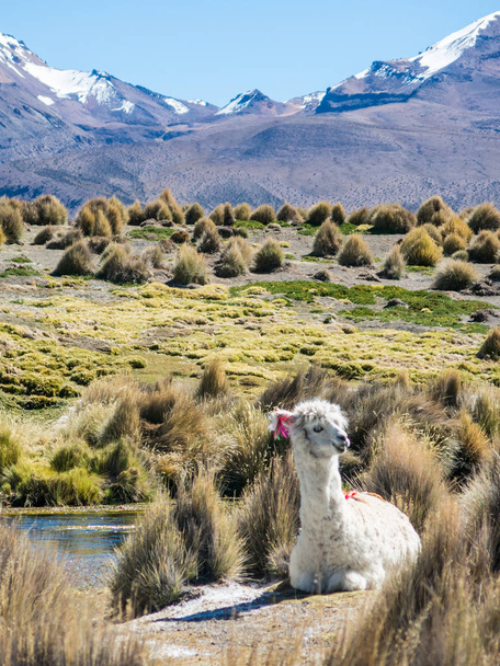 llamas graze through marshlands of the Bolivian altiplano near the Uyuni Salt Flat and Sajama, Bolivia, South America - Photo, Image