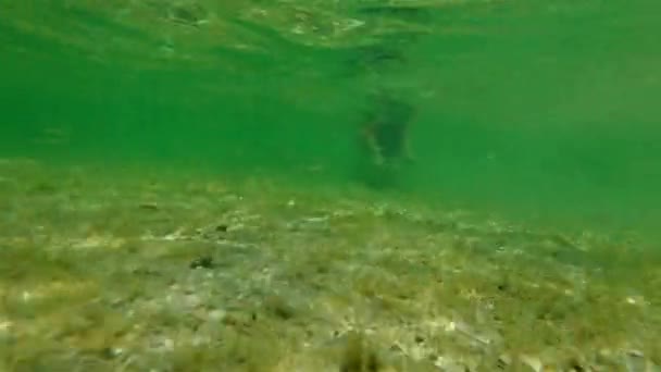 Apnea femenina bajo el agua en Shark Bay
 - Imágenes, Vídeo