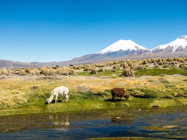 krajobraz Andów, z pokrytym śniegiem wulkanem w tle i grupą lamy pasących się na wyżynach, w pobliżu rzeki Sajama - Zdjęcie, obraz