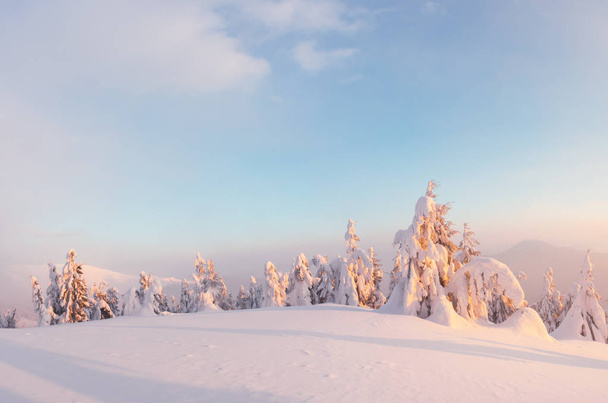 Dramatic wintry scene with snowy trees. - Фото, изображение