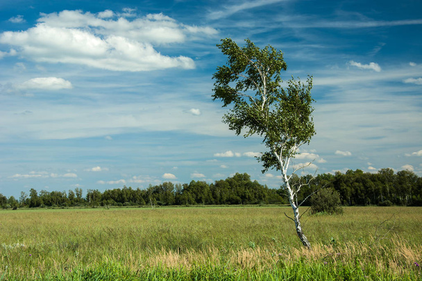 Tilted birch tree in the meadow, forest on the horizon and white clouds in the blue sky - Foto, Bild