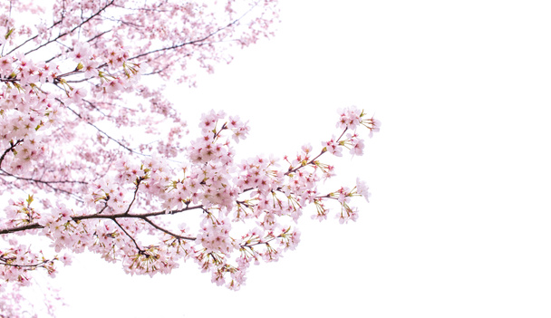 geïsoleerde sakura boom - Foto, afbeelding