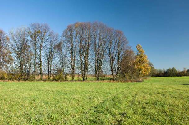 Trees without leaves on a green meadow and blue sky - Fotó, kép