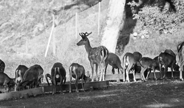 Sürünün mouflons ve alageyik deer park benekli kürk yaz, Hukvaldy, Çek Cumhuriyeti ile siyah beyaz fotoğraf - Fotoğraf, Görsel