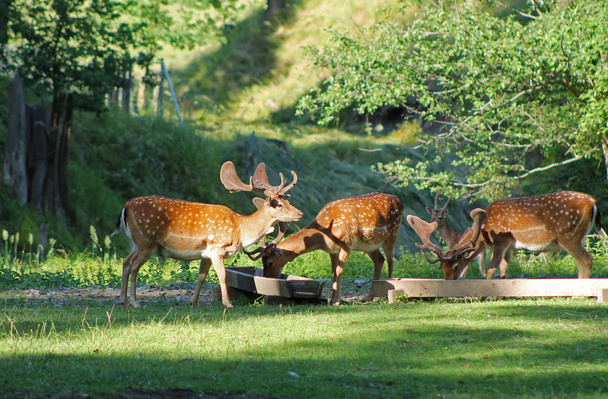 кілька чоловіків лань з плямистий хутром в deer park влітку, Hukvaldy, Чеська Республіка - Фото, зображення