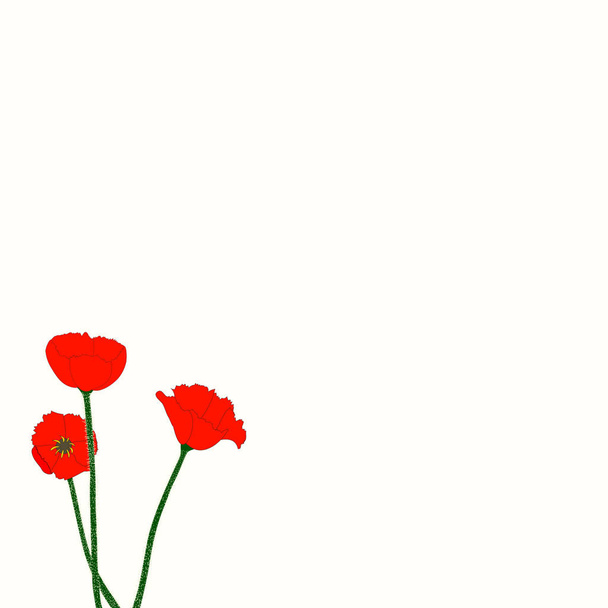 白い背景の明るい赤いケシの花  - ベクター画像