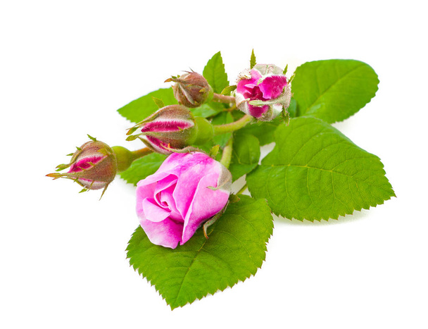  čajové růže kvetoucí s listy na bílém pozadí - Fotografie, Obrázek