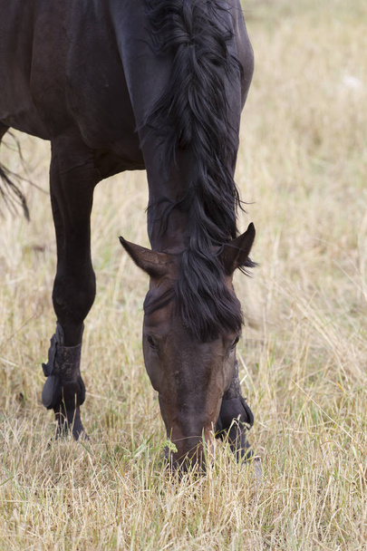 Close-up van bruin paard grazen in een veld - Foto, afbeelding