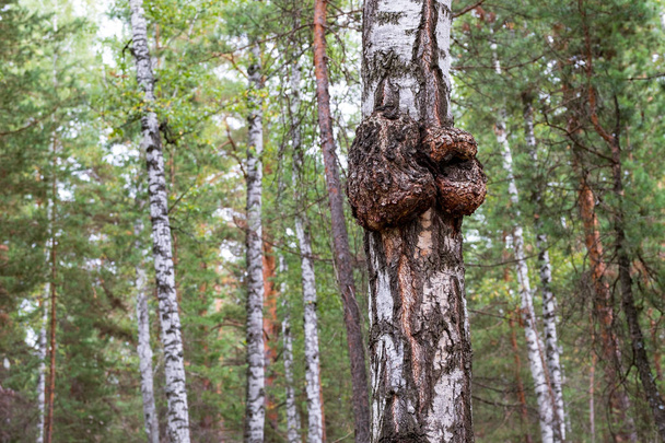 big knot on birch, birch burl on the tree background in the woods in the summer - Photo, Image