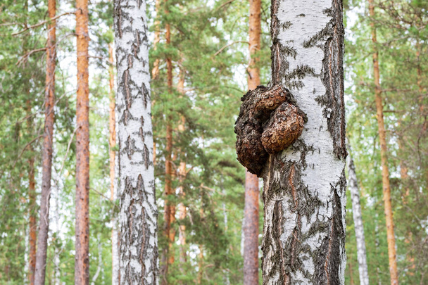 берёзовый бурл растет высоко на дереве, на заднем плане, в летнем лесу
 - Фото, изображение
