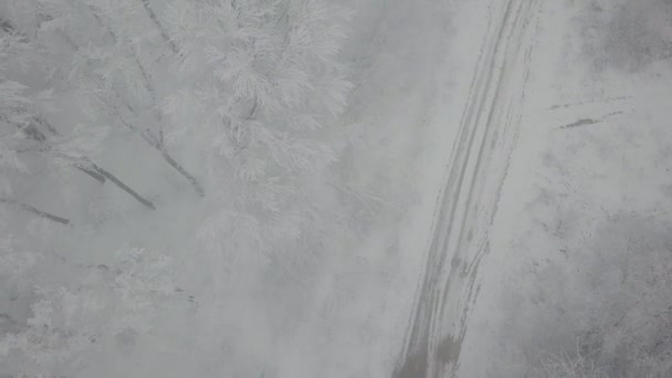 forest road in winter - Záběry, video