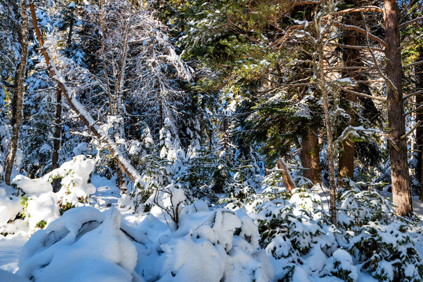 fantastischer Kiefernwald mit schneebedeckten Bäumen - Foto, Bild