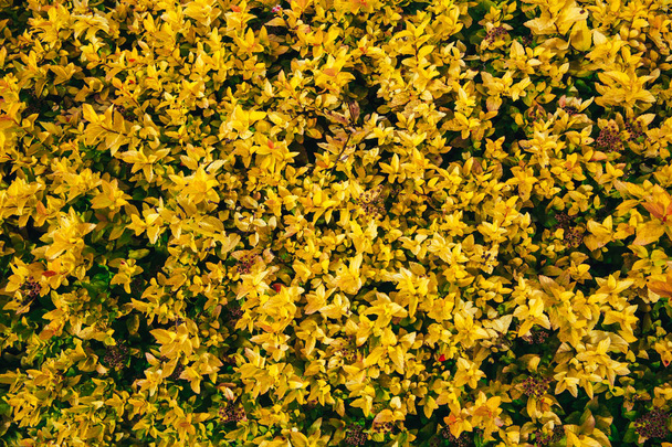 the yellow leaves of the shrub - Foto, Bild
