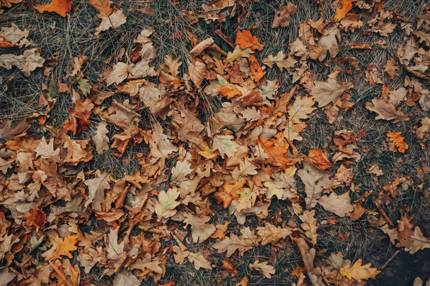 dry autumn leaves on the ground - Photo, image