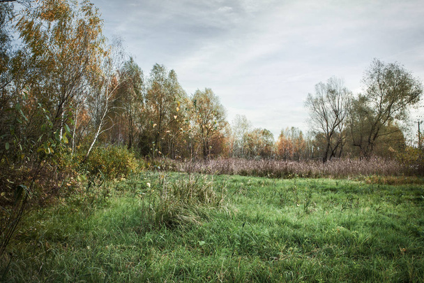 Duża Polana z zieloną trawą, żółte liście i zielonych liści. Słoneczny jesienny dzień. - Zdjęcie, obraz