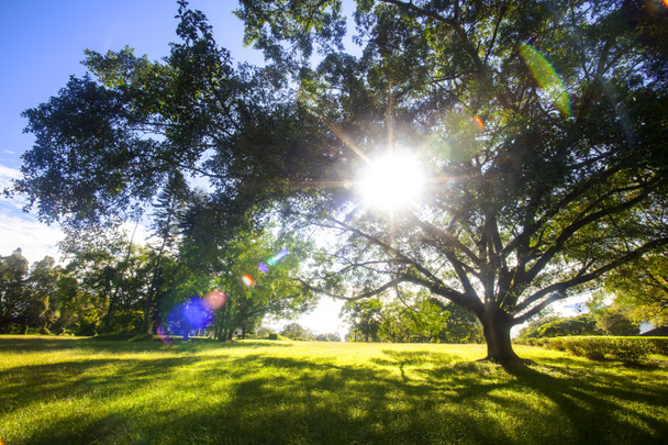 Groene bomen in park en zonlicht - Foto, afbeelding