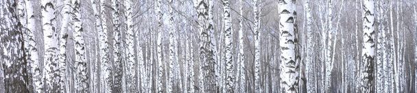 πανοραμική φωτογραφία του την όμορφη σκηνή με σημύδες σε Φθινοπωρινό δάσος σημύδας τον Νοέμβριο, μεταξύ των άλλων σημύδες στο άλσος βετούλης (σημύδας) - Φωτογραφία, εικόνα