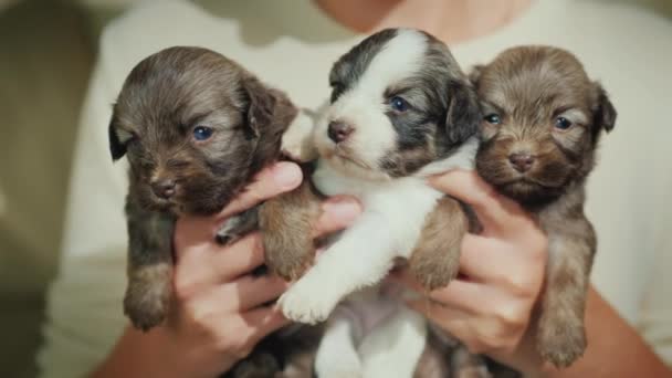 Il proprietario tiene in braccio tre cuccioli carini. Animali preferiti e affetto
 - Filmati, video