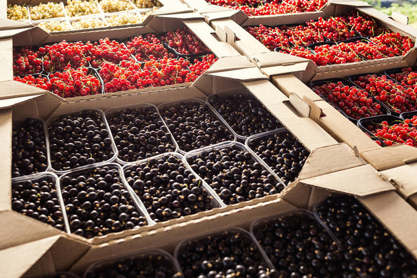 Plastic box is full of fresh black and red currant in farmer market.  - Photo, Image