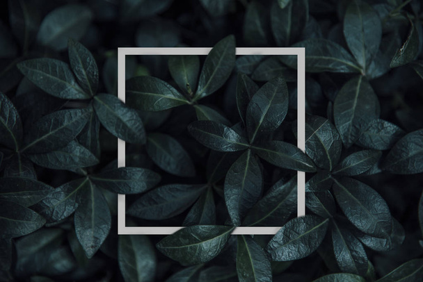 Natural green plant pattern background with white square frame post. Dark nature layout design top view. Moody photo filter. - Photo, Image